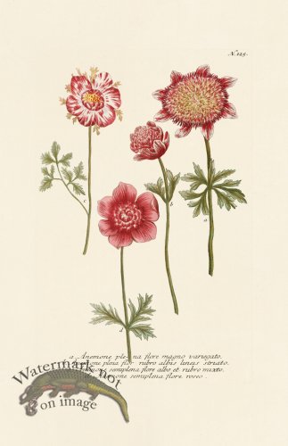 (image for) Weinmann PL 125