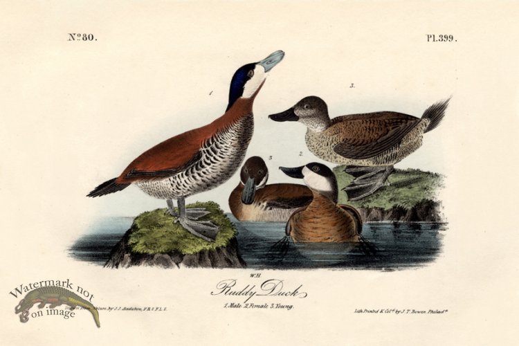 (image for) Ruddy Duck