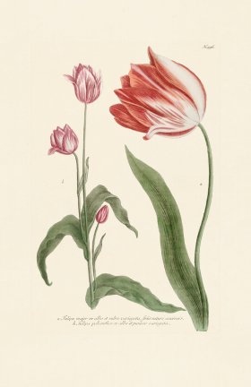 (image for) Weinmann Pl 996