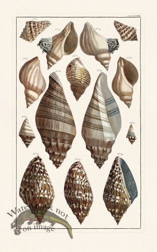 (image for) Seba B2 083