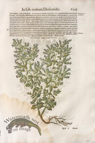 (image for) WB Botanicals 18