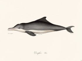 Cuvier 424 Dolphin N 1