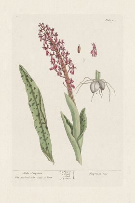 BEE 053 Male Satyrion