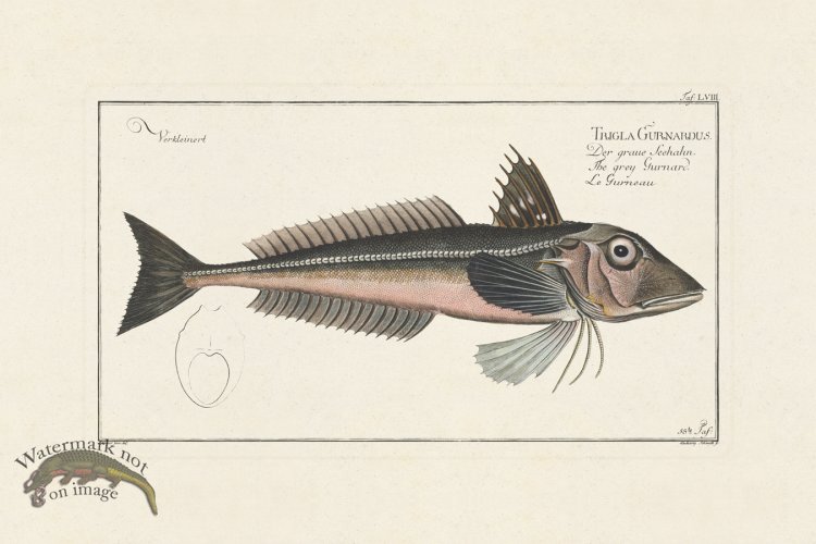 (image for) BLOCH FISH 058