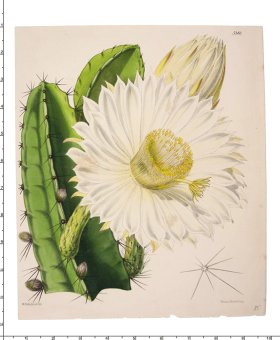 Curtis Botanical 066