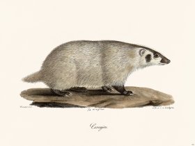 Cuvier 201 Wolverine