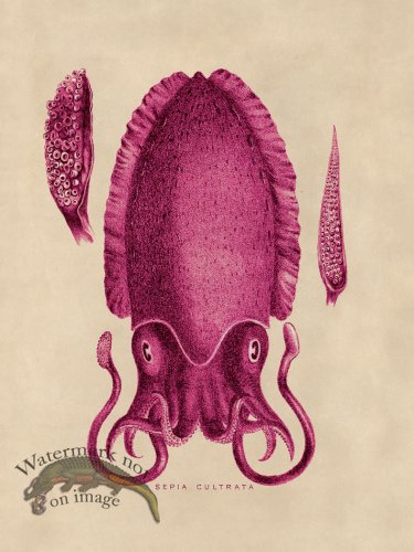 (image for) Octopus Pink 11