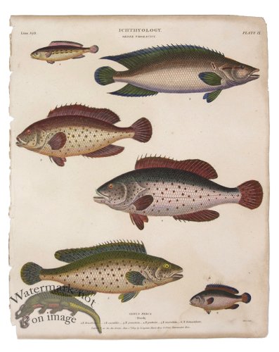 (image for) Perch Fish