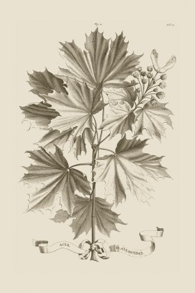 (image for) Abraham Munting 011