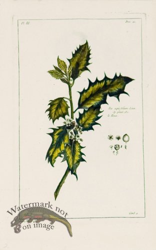 (image for) Buchoz Bot 65