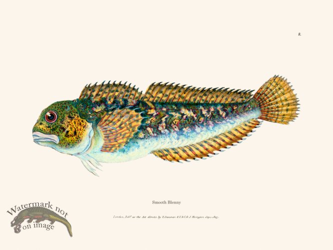 (image for) 008 Smooth Blenny