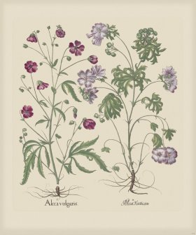 Besler 218 Colored B2