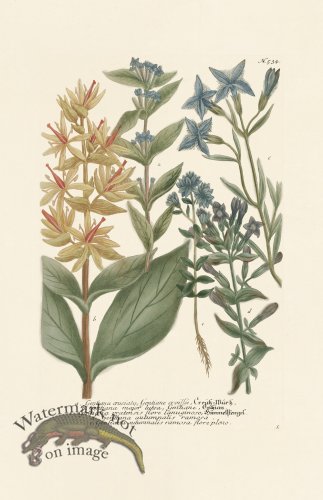 (image for) Weinmann PL 534