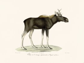 (image for) Cuvier 001 Moose