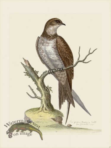 (image for) Edwards 027 Swift