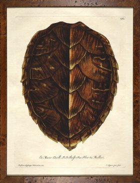 Turtle Shell Burl 06