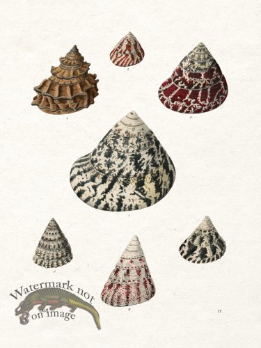 (image for) Shell BOTW 17