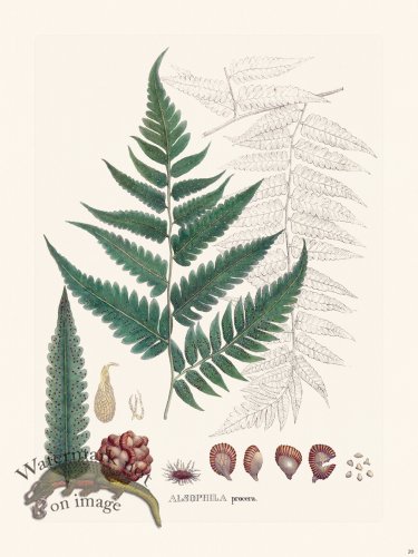 (image for) Ferns of Brazil 20