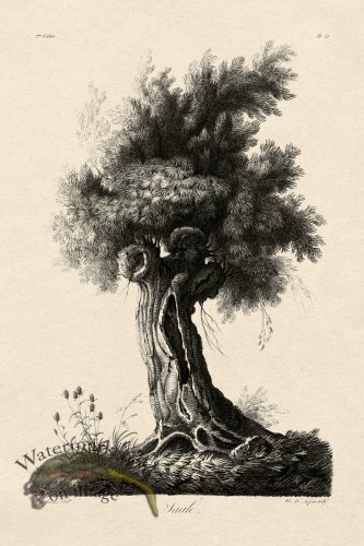 (image for) Defiennes Tree 21