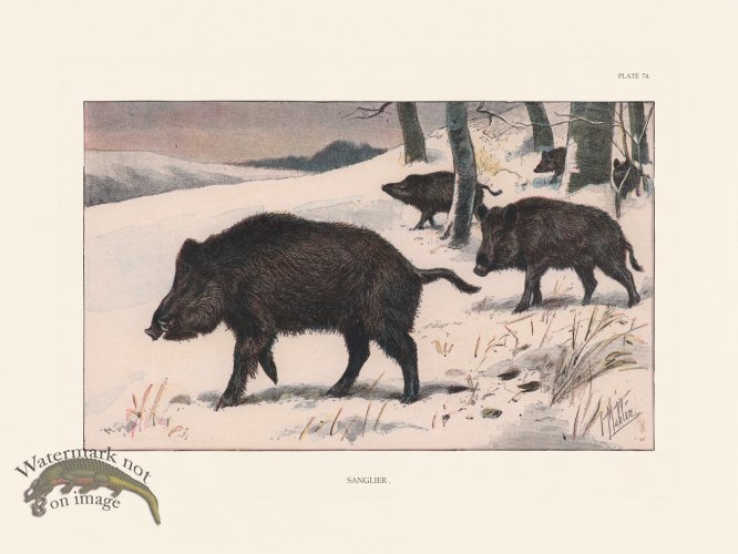 (image for) Les Chiens 074