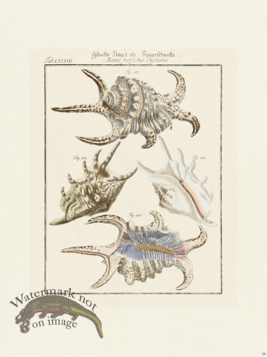 (image for) Martini Shells 038