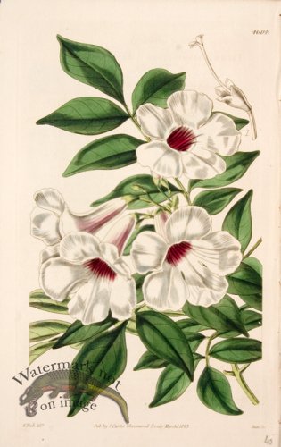 (image for) Cbms_0098