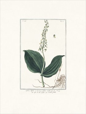 Bonelli 672 Two-leaved Ophrys