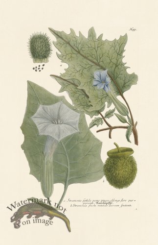 (image for) Weinmann PL 951