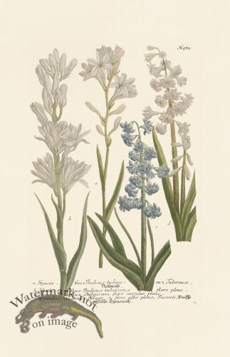 (image for) Weinmann PL 584