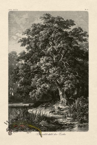 (image for) Hoefer Tree 17