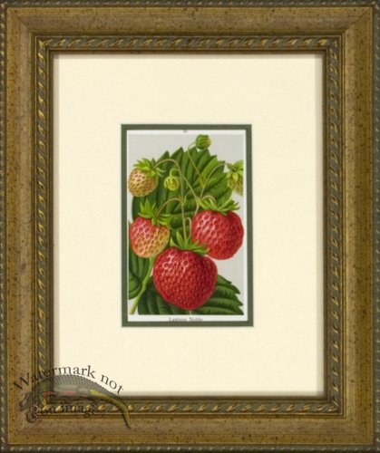 (image for) Strawberry 1946 OGF 01