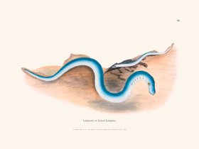 069 Lampern, or Lesser Lamprey