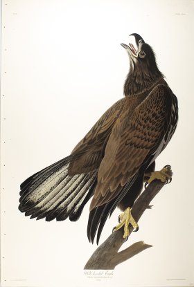 White-Headed Eagle