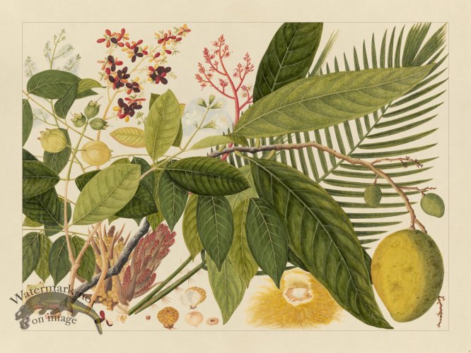 (image for) Andalas Botanicals 04