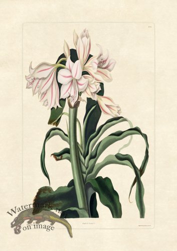 (image for) Edward bury 32