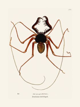 394 Brachionus Bell-Shaped