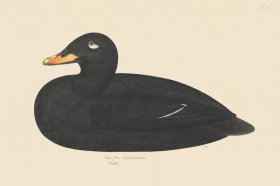 Rudbeck CFA 258 Velvet Scoter