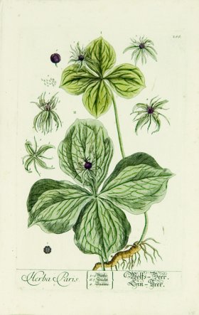 Blackwell German 022