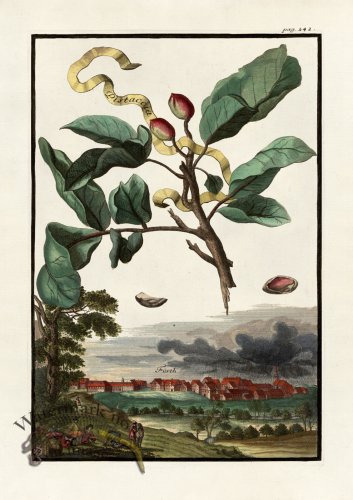 (image for) Volckamer 085