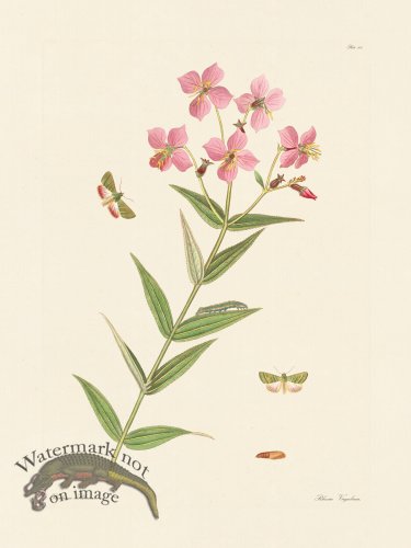 (image for) Abbot Butterfly 100