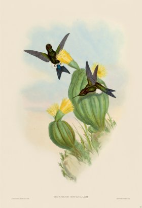 Gould Hummingbird 271