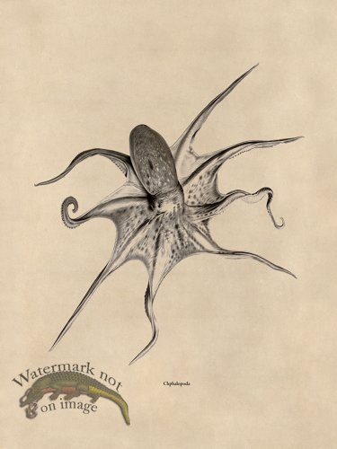 (image for) Octopus Tan 25