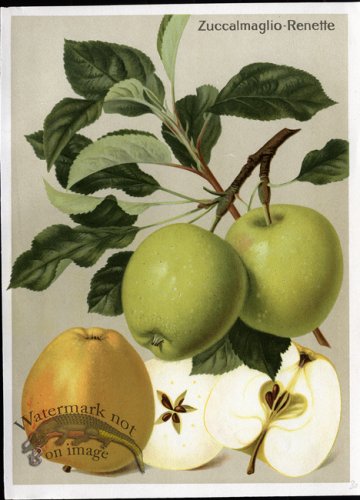 (image for) Fruit 23