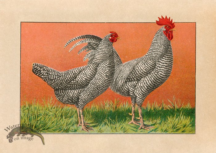 (image for) Chicken 04