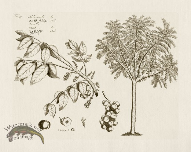 (image for) HORTUS VOl 03 47