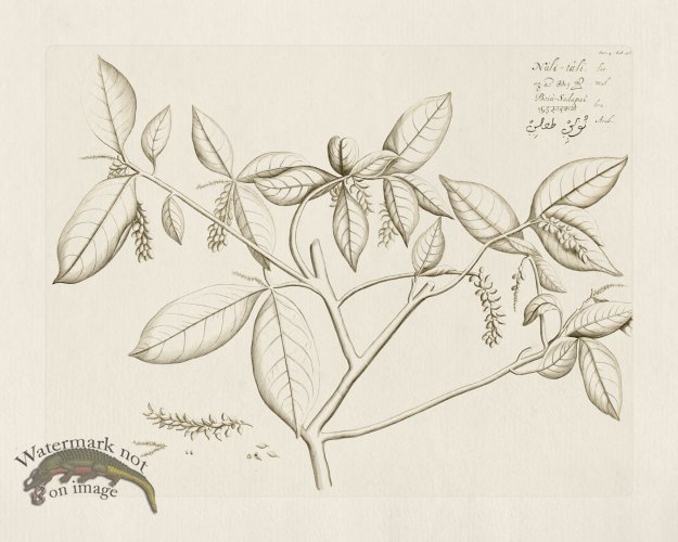 (image for) HORTUS VOL 04 56