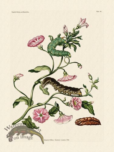 (image for) Wilkes Butterflies 094