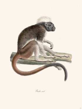 Cuvier 411 Pinche Male