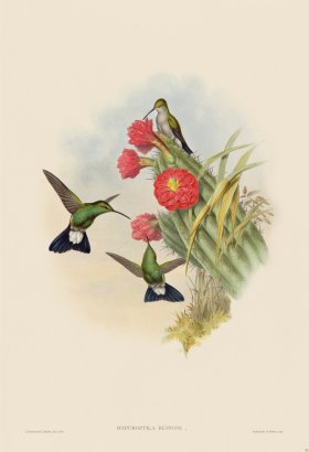 Gould Hummingbird 089