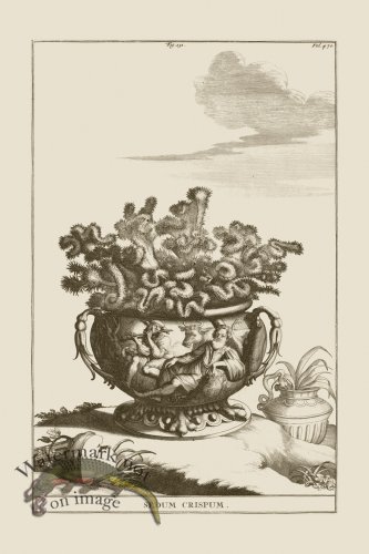 (image for) Abraham Munting 131